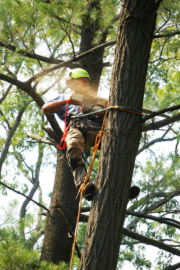 Arboristes professionnels à Perpignan Les Branchés